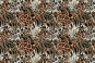 Cavalli